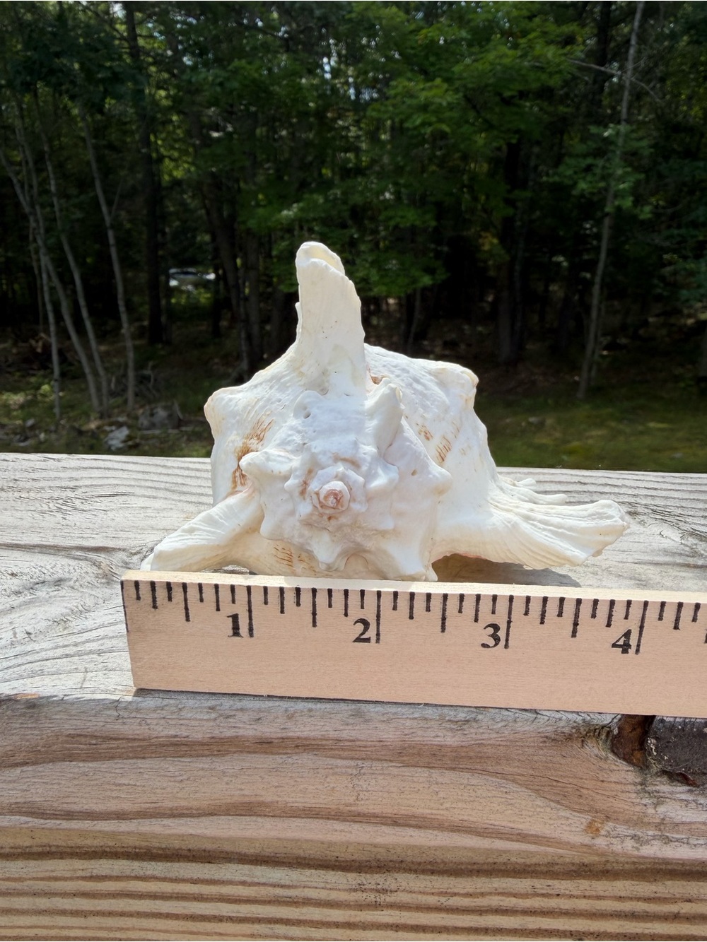 Coastal Decor | Large 5” SeaShell | Real Murex - Picture 5 of 7